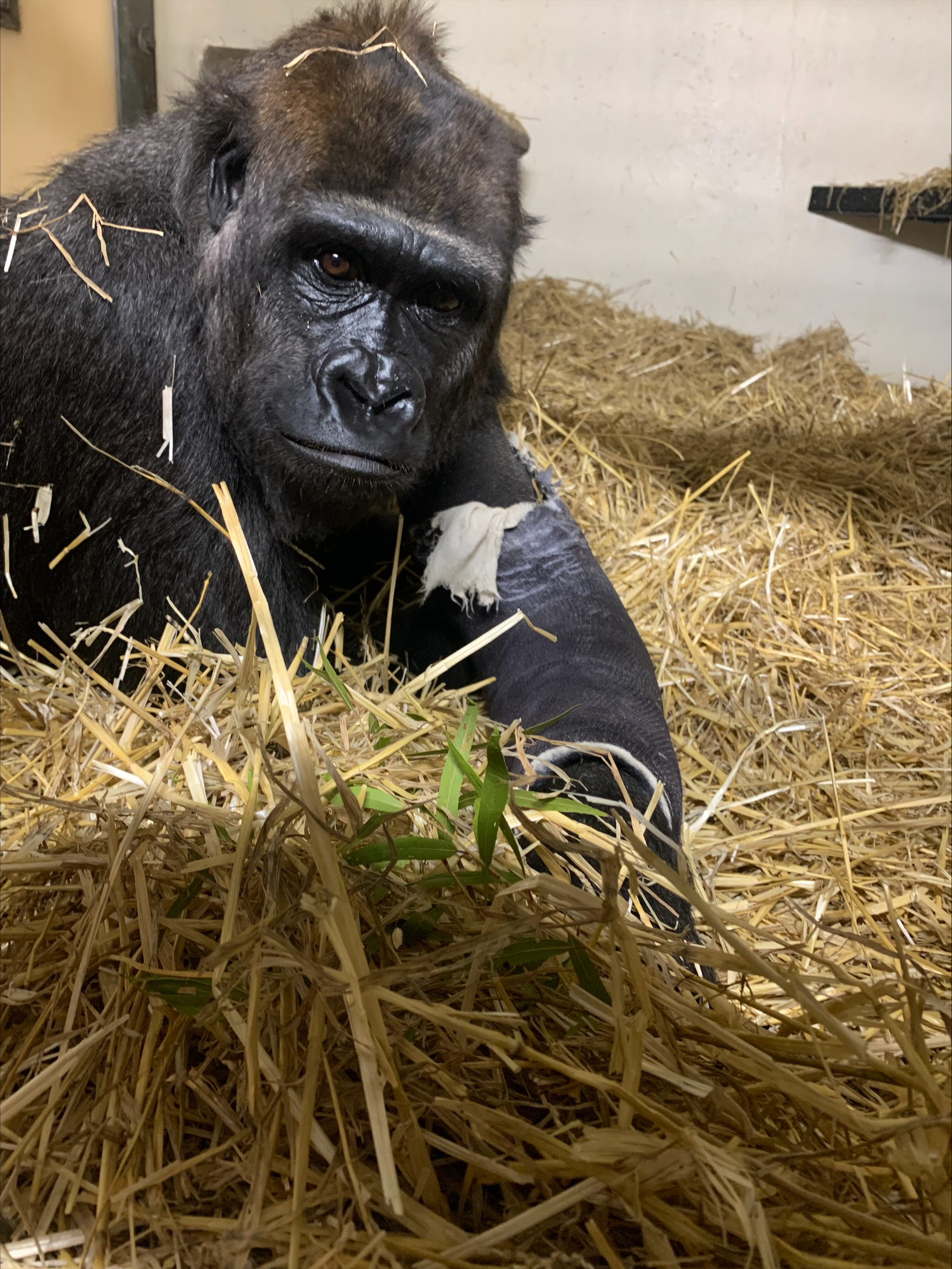 Gladys in a hay-filled cage